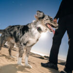 This dog tracker uses Starlink to keep tabs on your pet, even without cell service