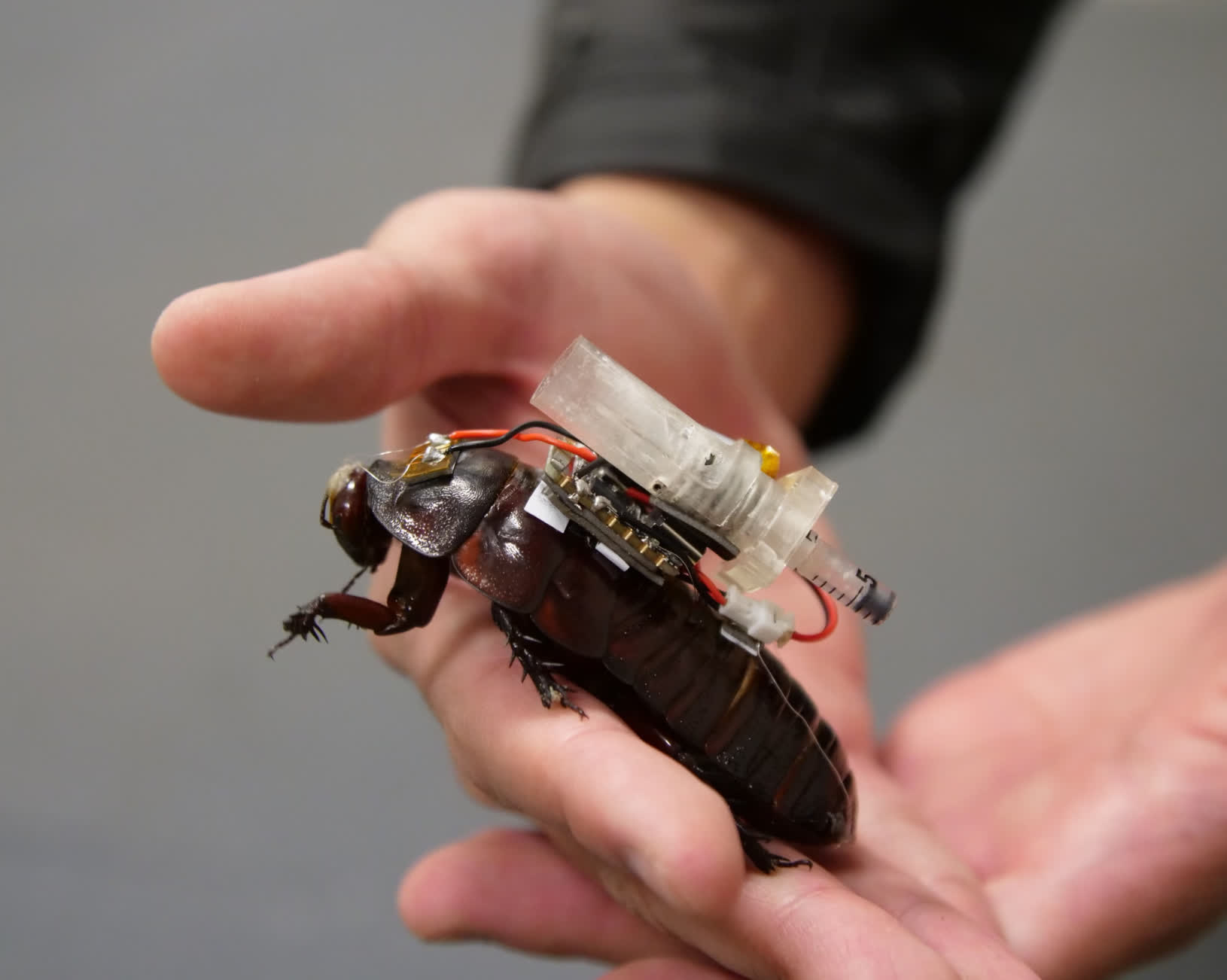 Cyborg cockroaches armed with tiny syringes could one day deliver medicine to trapped disaster victims
