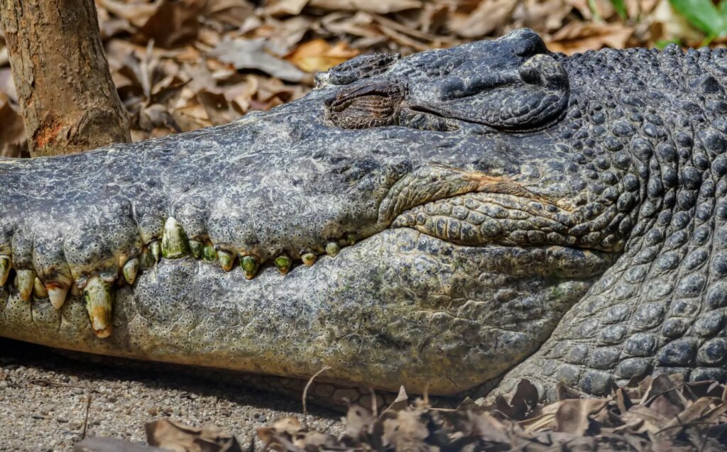 A man could face a decade in prison for a fake crocodile photo he made with Gemini