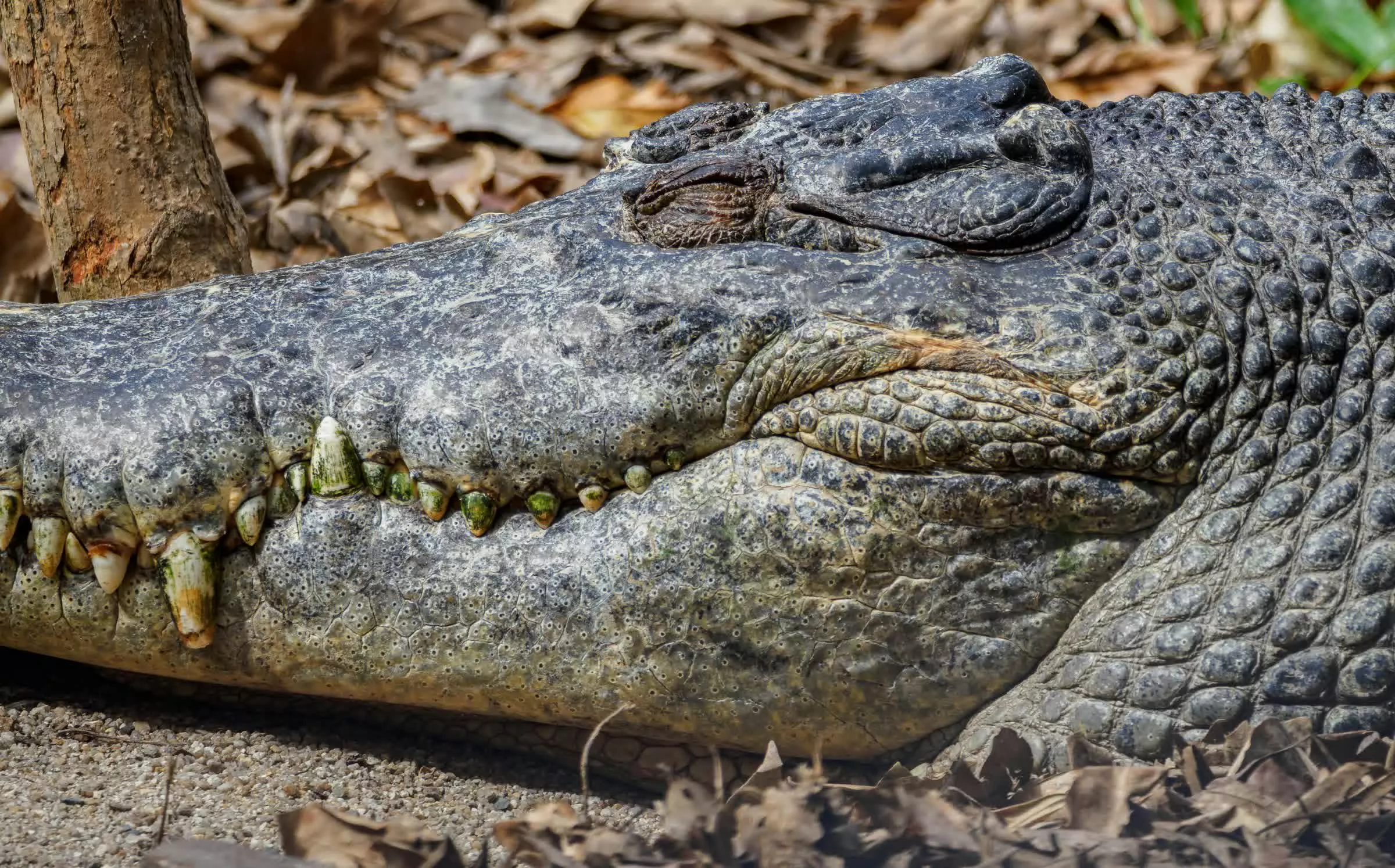 A man could face a decade in prison for a fake crocodile photo he made with Gemini